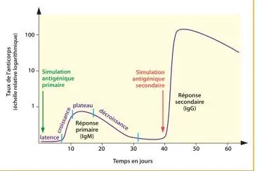 figure 1 shéma primovaccination en 2 injections