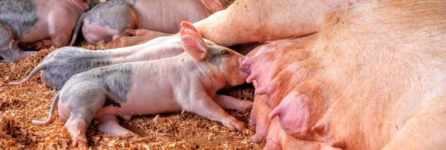 animal farming 1851018 1280 (2)