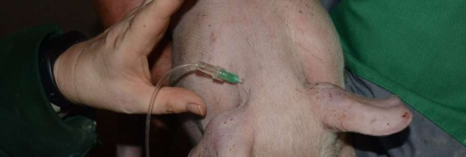 photo vaccination avec prolongateur