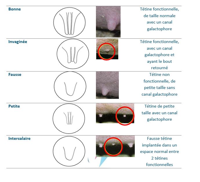 fiche pratique comment reconnaitre une tetine fonctionnelle