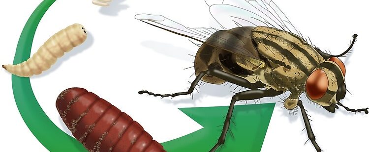 flat,750x,075,f pad,750x1000,f8f8f8