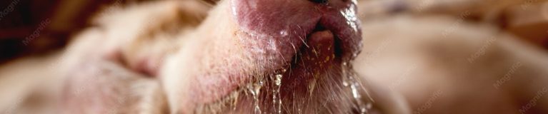 eclaboussure eau potable porc 232070 3444