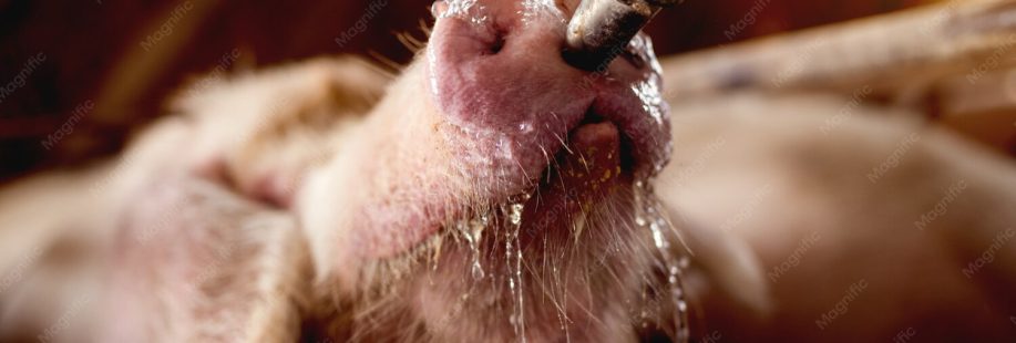 eclaboussure eau potable porc 232070 3444
